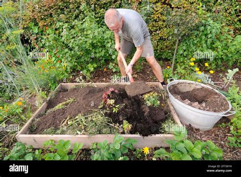 Organic Garden Creation Of Raised Beds Composting Stock Photo Alamy