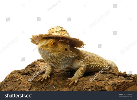 Bearded Dragon With Hat Stock Photo 37569976 : Shutterstock