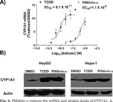 Figure 2 from The p53 Inhibitor Pifithrin α Is a Potent Agonist of the