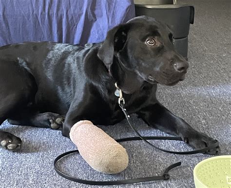 Labs Available from GGLRR Lab Rescue - or in the process of being adopted