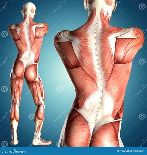 3d Illustration of a Male Anatomy with Back View Muscle Map Stock