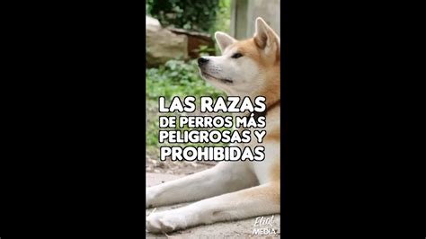 Razas De Perros Que Est N Prohibidas En El Mundo Shorts Youtube