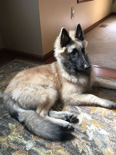 51 shepherd dog breeds america s top dog – Artofit