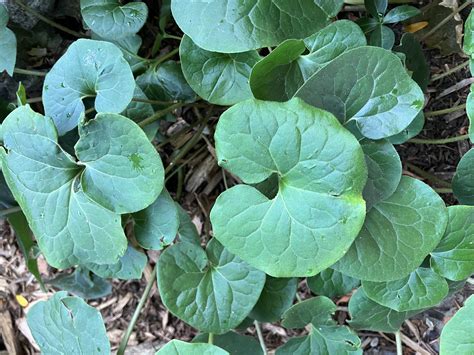 Hosta Companion Plants