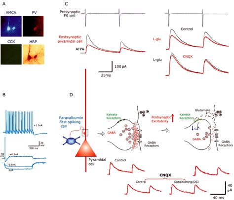 Presynaptic Kainate Receptors Regulate Unitary IPSPs In Rat Neocortex