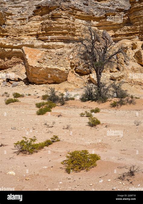 Arabian desert plant hi-res stock photography and images - Alamy