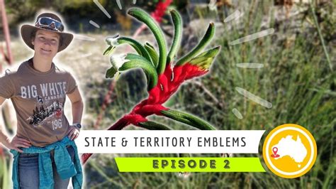 Wa Floral Emblem Kangaroo Paw Australian Emblems Episode 2 Youtube