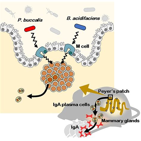 The Gut Microbiota Induces Peyers Patch Dependent Secretion Of