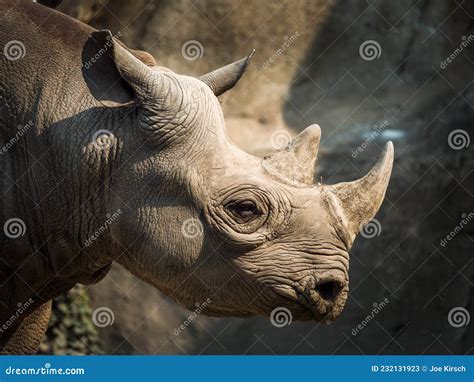 A Closeup View of the Head and Horns of a Large Adult Eastern Black ...