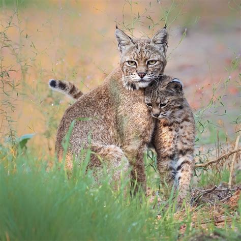 Bobcat Mother And Kitten Interacting Signed Print With Story Etsy