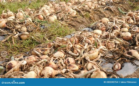 Harvest Of Fresh Onion During Harvesting On The Farmer Field Stock