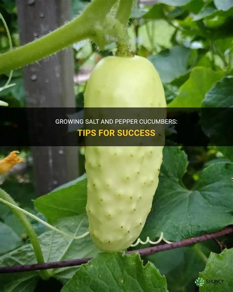 Growing Salt And Pepper Cucumbers Tips For Success Shuncy