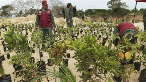 Fan Inicia “campaña De Reforestación” En Los Parques Nacionales