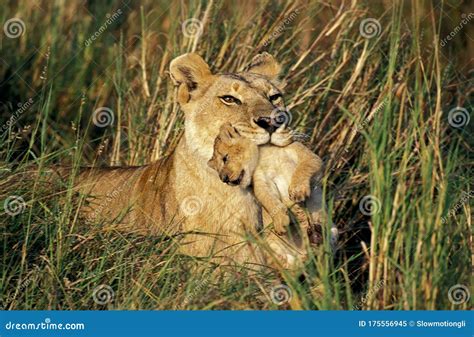 African Lion Panthera Leo Mother Carrying Cub In Its Mouth Masai