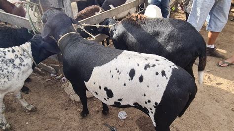 Feira De Ovinos Caprinos E Su Nos De Caruaru Pe Ter A Feira