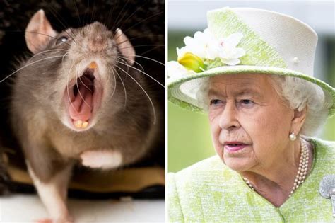 Queen In Buckingham Palace Rat Invasion As Royal Staff Bring In Pest