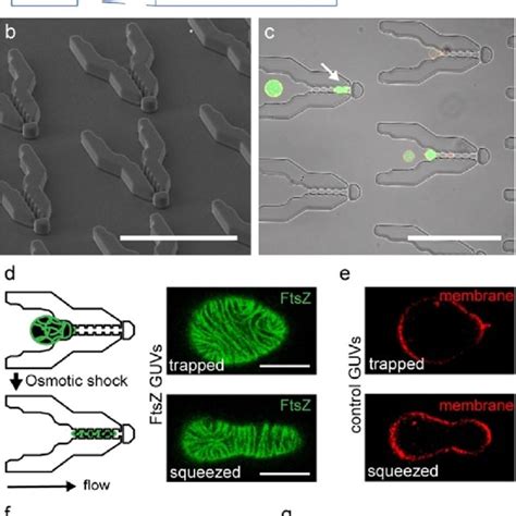 Design Of Microfluidic Guv Traps A Schematic Depiction Of Chip