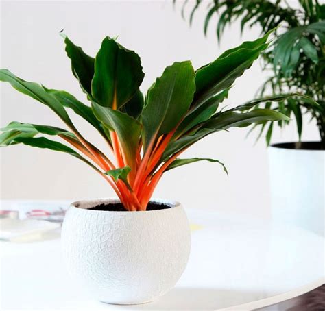 Domácí péče o rostlinu Chlorophytum orange