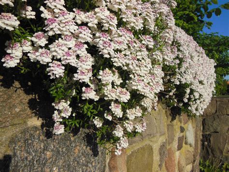 Gratis billeder blomst hvid lilla grøn evergreen botanik have