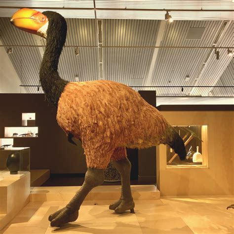 Megafauna Museum Fitout | Lucid Consulting Australia