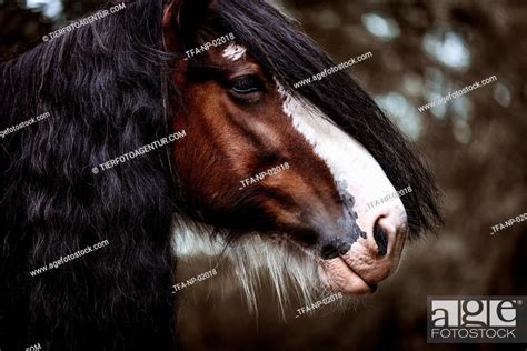 Clydesdale stallion, Stock Photo, Picture And Rights Managed Image. Pic ...