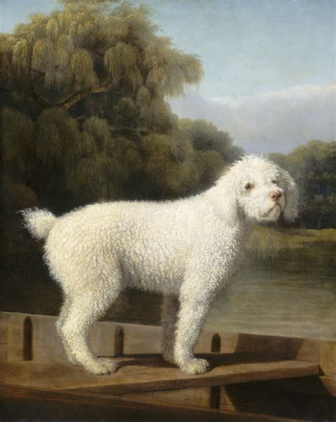 Museum Dogs — George Stubbs British 17241806 White Poodle In