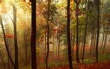 Autumn Red Leaves Forest Trees HD Wallpaper 6 1920x1200 Wallpaper