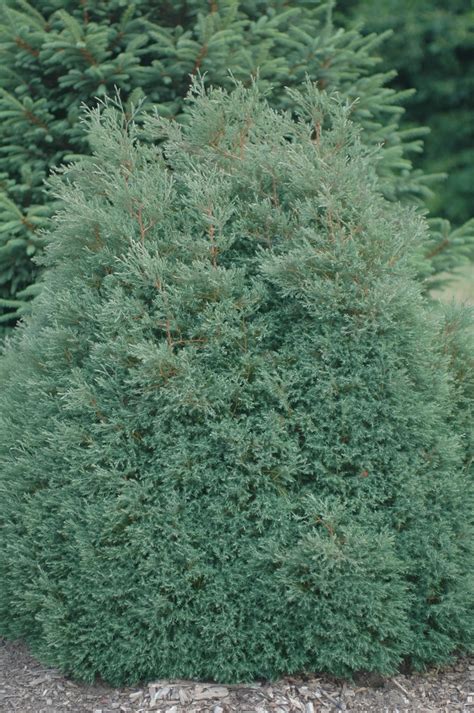 Chamaecyparis Thyoides Heatherbun White Cedar Falsecypress Garden