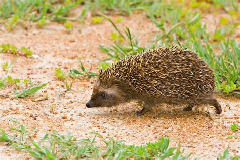 South African Hedgehog (Atelerix frontalis) | African hedgehog, Hedgehog, African animals