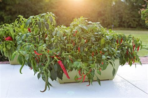 Growing Peppers in Containers Successfully - Garden and Happy