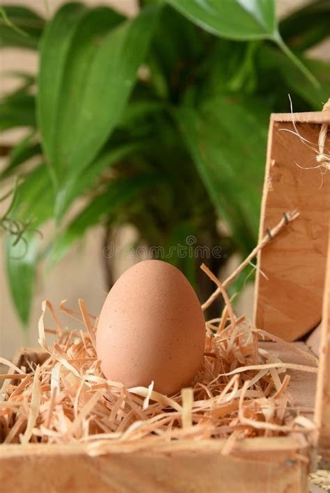 Natural Chicken Egg On The Wooden Table Rustic Free Range Chicken