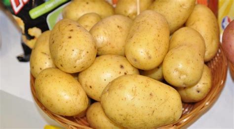 Сорт картофеля Королева Анна: характеристика и отзывы | Всё о сотках