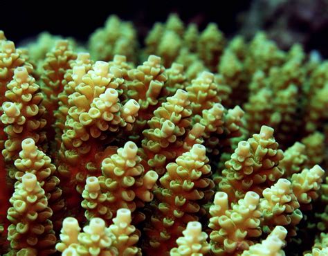 Chlamydia-like bacteria discovered in Great Barrier Reef corals