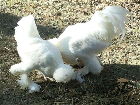 Qué características tiene la Brahma Gallina Tamaño Altura y Carácter