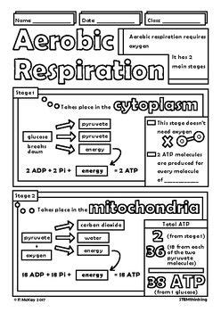 Aerobic Anaerobic Respiration Doodle Sheet Visual Notes Worksheet