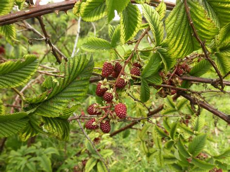 Rubus (Rosaceae) image 57855 at PhytoImages.siu.edu