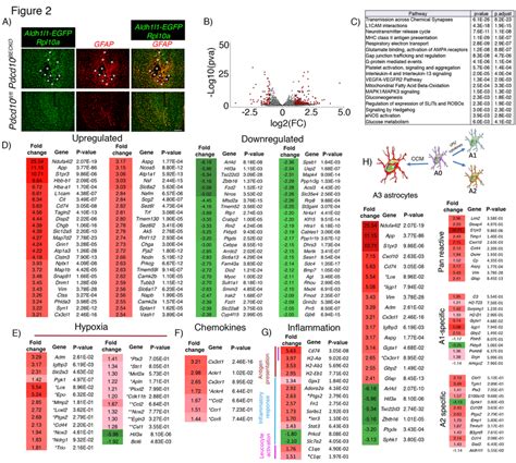 Neuroinflammatory Astrocytes In Ccm Disease A Immunofluorescence