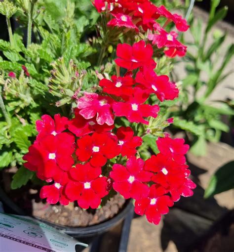 Verbena Red Assorted 6 Pot Hello Hello Plants