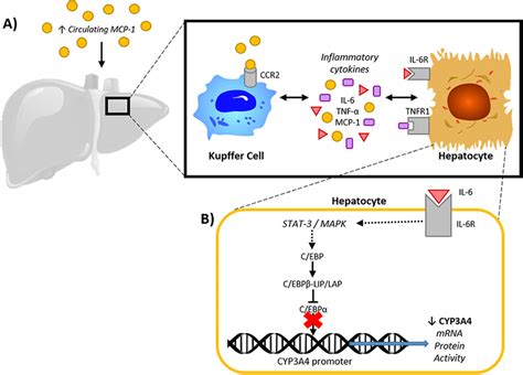 Monocyte Chemoattractant Protein Mcp Mediated Decrease In Cyp A