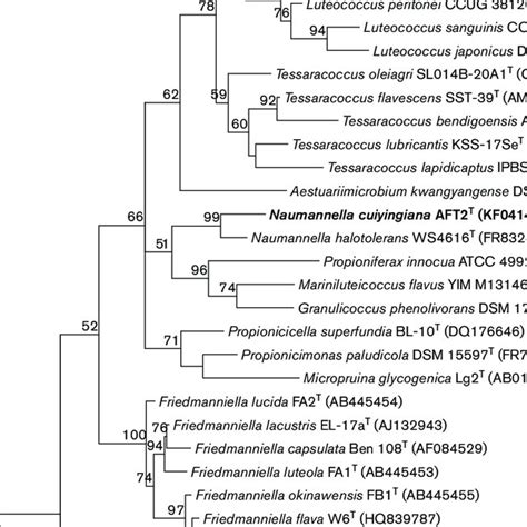 Phylogenetic Tree Derived From S Rrna Gene Sequences Of Strain Aft T