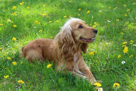 Cocker Spaniel Ingl S Caracter Sticas Car Cter Y Cuidados