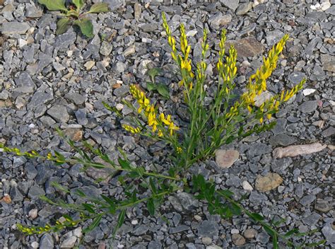 Photo #24961 | Genista tinctoria | plant lust