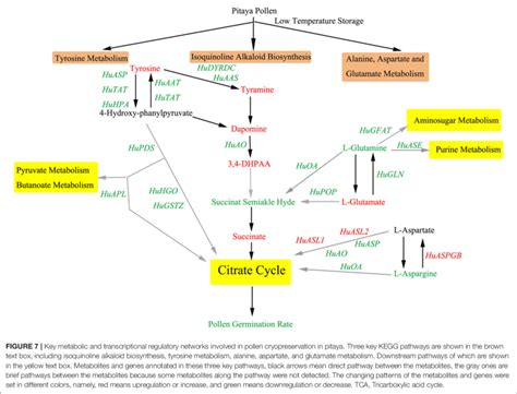 In Pitaya KEGG Pathway Analysis Depends On The Transcriptomics Data