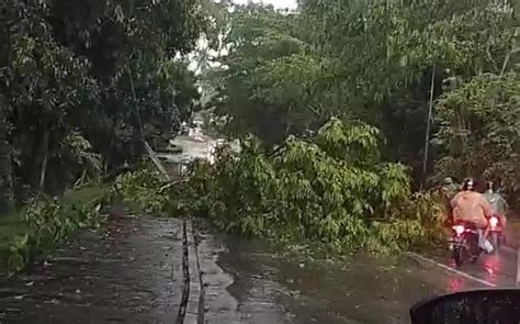 Hujan Deras Disertai Angin Kencang Sebabkan Pohon Tumbang Hingga