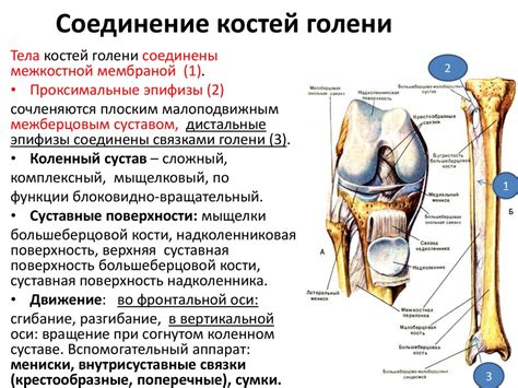 Морфофункциональная характеристика скелета и аппарата движения нижних ...