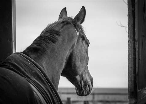 webinar understanding equine vision  july racing groom hub