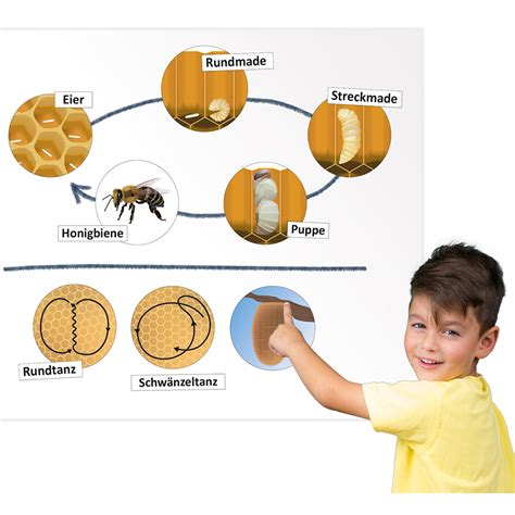 Lebenszyklus Und Kommunikation Der Honigbiene Magnetisch Schmetterlinge Insekten Biologie