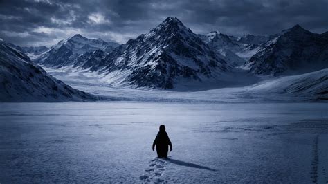 solitary penguin   snowy summit hd wallpaper