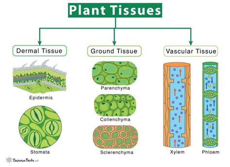 important difference  plant tissues  animal tissues cbse
