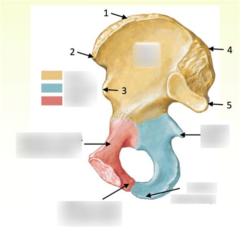 The Innominate Bones Of The Pelvis Diagram Quizlet